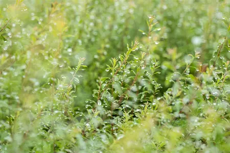 Spiraea arguta - 80-90 CM C10 - image 5