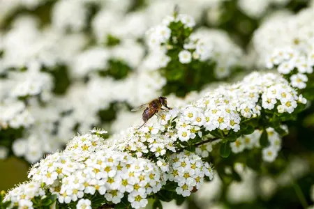 Spiraea arguta - 30-40 CM C6 - image 2