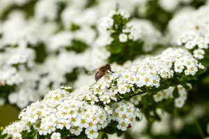 Spiraea arguta - 30-40 CM C6 - image 2