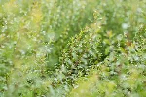 Spiraea arguta - 50-60 CM C6.5 - image 5
