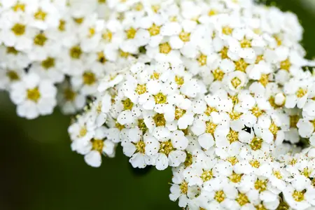Spiraea arguta - 60-80 CM C2 - image 1