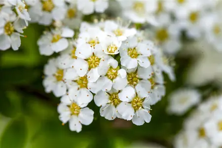 Spiraea arguta - 60-80 CM C2 - image 3