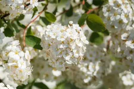Spiraea betulifolia - 3 Ltr pot - image 1