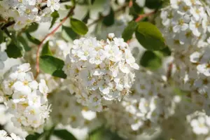 Spiraea betulifolia