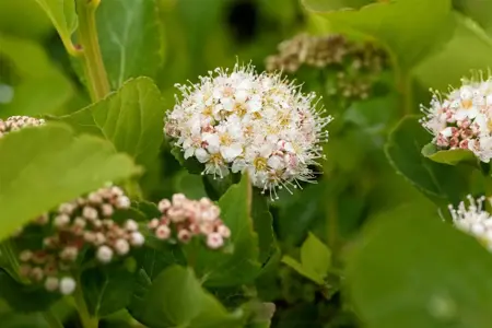 Spiraea betulifolia - 3 Ltr pot - image 2
