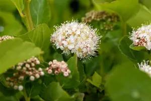 Spiraea betulifolia - 3 Ltr pot - image 2