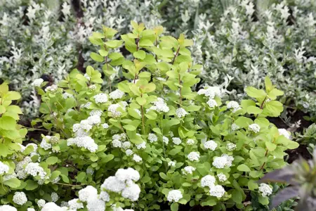 Spiraea betulifolia 'Tor Gold' - P10.5