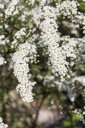 Spiraea cinerea 'Graciosa' - 3 Ltr pot - image 4
