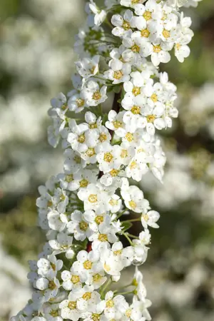 Spiraea cinerea 'Graciosa' - 40-60 CM C3 - image 3