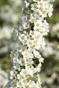 Spiraea cinerea 'Graciosa' - 40-60 CM C3 - image 3