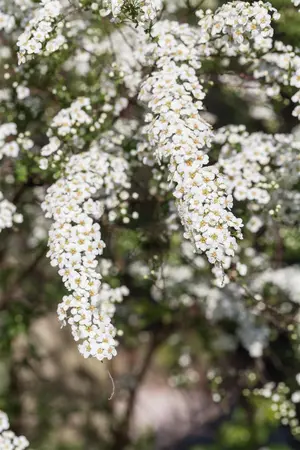Spiraea cinerea 'Graciosa' - 40-60 CM C3 - image 4