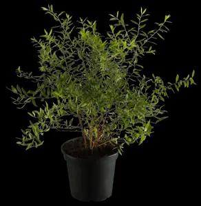 Spiraea cinerea 'Graciosa'