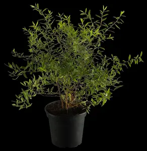 Spiraea cinerea 'Graciosa' - 40-60 CM C3 - image 2
