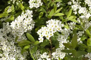 Spiraea cinerea 'Graciosa'