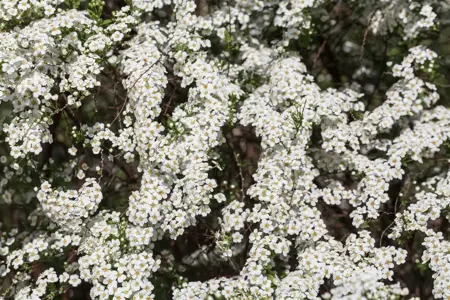 Spiraea cinerea 'Graciosa' - 3 Ltr pot - image 5