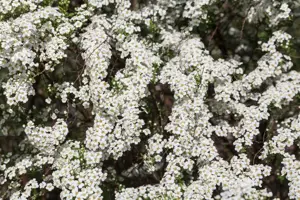 Spiraea cinerea 'Graciosa' - 3 Ltr pot - image 5