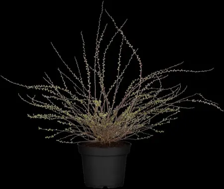 Spiraea cinerea 'Graciosa' - 60-80 CM C10 - image 5