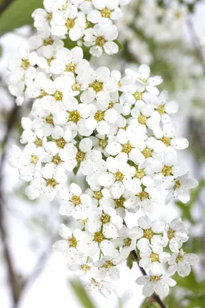 Spiraea cinerea 'Grefsheim' - 150-175 CM C35 - image 1