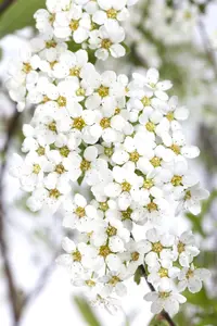Spiraea cinerea 'Grefsheim' - 50-60 CM C6.5 - image 1