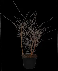 Spiraea cinerea 'Grefsheim' - 125-150 CM RB - image 3