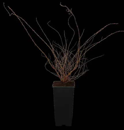 Spiraea cinerea 'Grefsheim' - 50-60 CM C10 - image 2