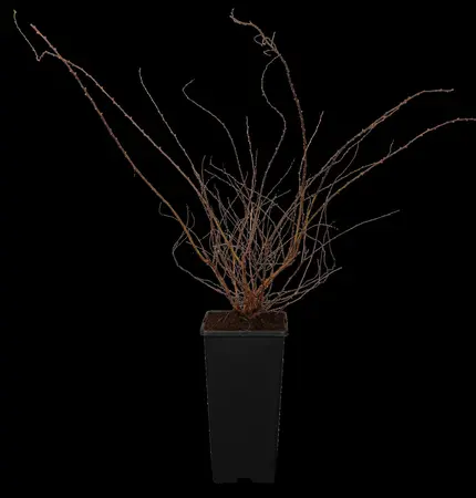 Spiraea cinerea 'Grefsheim' - 50-60 CM C5 - image 2