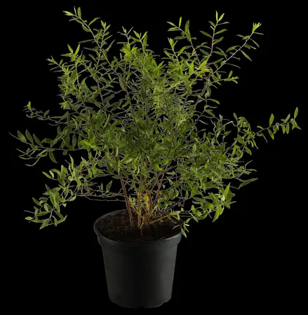 Spiraea cinerea 'Grefsheim' - 50-60 CM C5 - image 1