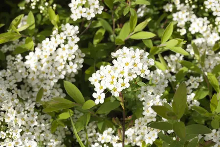 Spiraea cinerea 'Grefsheim' - 30-40 CM C5 - image 3