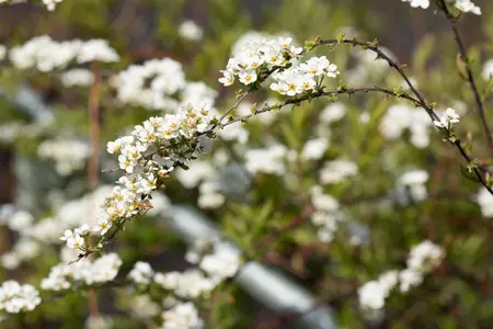 Spiraea cinerea 'Grefsheim' - 50-60 CM C6.5 - image 4