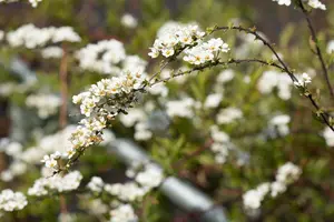 Spiraea cinerea 'Grefsheim' - 50-60 CM C6.5 - image 4