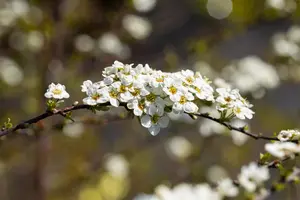Spiraea cinerea 'Grefsheim' - 50-60 CM C6.5 - image 5