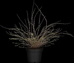 Spiraea cinerea 'Grefsheim' - 40-60 CM C10 - image 5