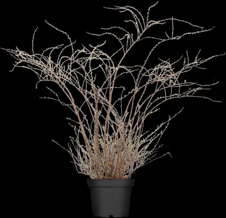 Spiraea cinerea 'Grefsheim' - 50-60 CM C10 - image 4