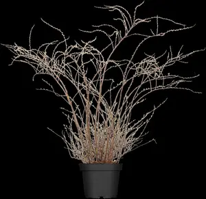 Spiraea cinerea 'Grefsheim' - 50-60 CM C5 - image 4