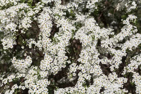 Spiraea cinerea 'Kaziu' - 3 Ltr pot - image 4