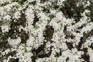 Spiraea cinerea 'Kaziu' - 3 Ltr pot - image 4