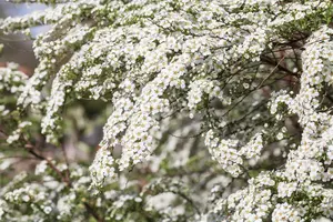 Spiraea cinerea 'Kaziu' - 3 Ltr pot - image 5