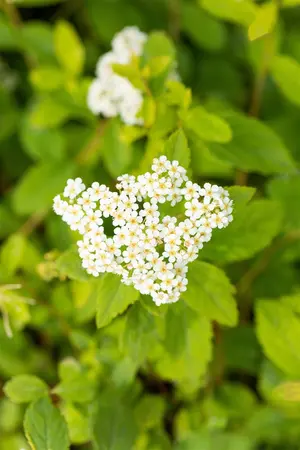 Spiraea decumbens - 2 Ltr pot - image 3