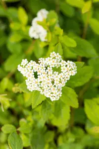 Spiraea decumbens - 2 Ltr pot - image 3
