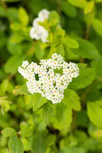 Spiraea decumbens - LINERS 18 CEL TRAY P9 SIZE - image 3