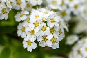 Spiraea decumbens