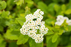 Spiraea decumbens - 2 Ltr pot - image 2