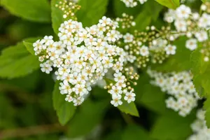 Spiraea decumbens - 2 Ltr pot - image 4