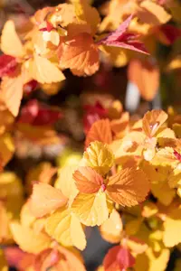 SPIRAEA DOUBLE PLAY BIG BANG