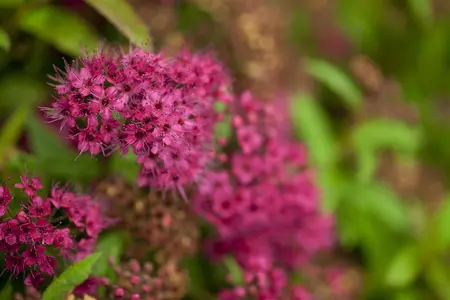 Spiraea jap. 'Anthony Waterer' - 10 Ltr pot - image 1