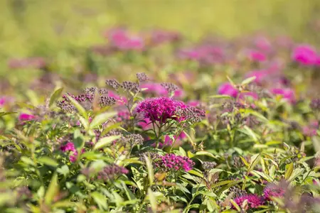Spiraea jap. 'Anthony Waterer' - 10 Ltr pot - image 2