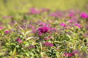 Spiraea jap. 'Anthony Waterer' - 10 Ltr pot - image 2