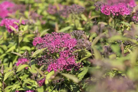 Spiraea jap. 'Anthony Waterer' - 10 Ltr pot - image 3