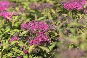 Spiraea jap. 'Anthony Waterer' - 10 Ltr pot - image 3