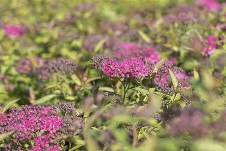 Spiraea jap. 'Anthony Waterer' - 10 Ltr pot - image 4